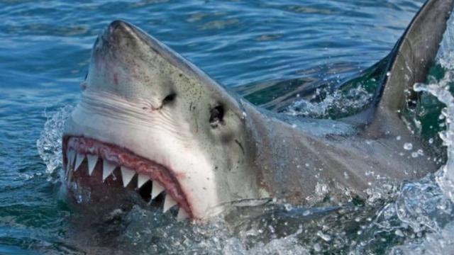 عاجل: بالفيديو : عضو الاتحاد الدولي للغوص والإنقاذ يعلق على ظهور سمك القرش في شواطئ الساحل الشمالي ومطروح
