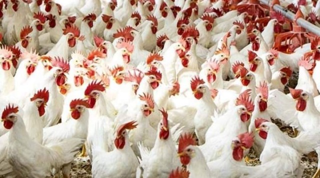 إنخفاض بورصة الدواجن اليوم إنخفاض بورصة الدواجن اليوم