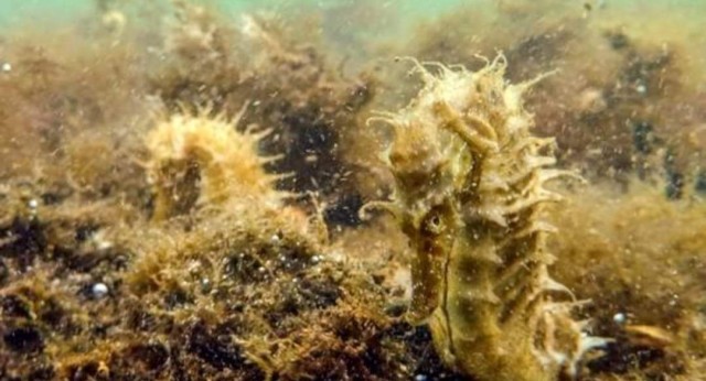 بلجيكا.. إصابة فرسي نهر بكوفيد-19 بلجيكا.. إصابة فرسي نهر بكوفيد-19