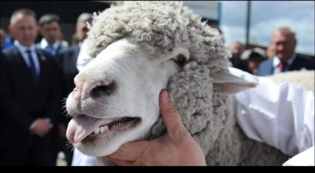 إحباط عملية تهريب 492 رأس غنم من الجزائر إلى تونس إحباط عملية تهريب 492 رأس غنم من الجزائر إلى تونس