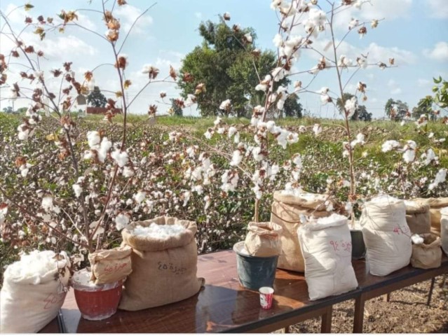 عشر شركات استحوذت على 80%من مزادات الاقطان عشر شركات استحوذت على 80%من مزادات الاقطان