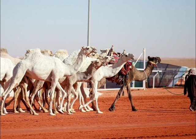 أكثر من مليون ريال مبيعات سوق الإبل بمهرجان الملك عبدالعزيز للإبل أكثر من مليون ريال مبيعات سوق الإبل بمهرجان الملك عبدالعزيز للإبل