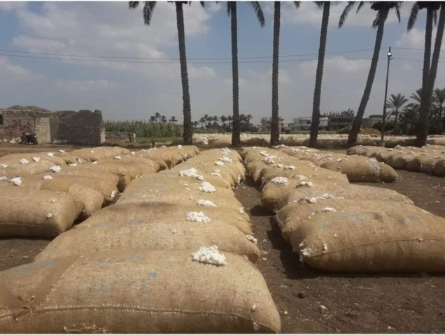 قطاع الأعمال  بيع 1.185 مليون قنطار بمزادات القطن حتى الآن قطاع الأعمال  بيع 1.185 مليون قنطار بمزادات القطن حتى الآن