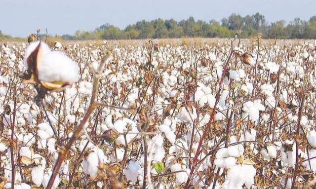 145مليون جنيه صادرات الاقطان فى  2021/2022 145مليون جنيه صادرات الاقطان فى  2021/2022