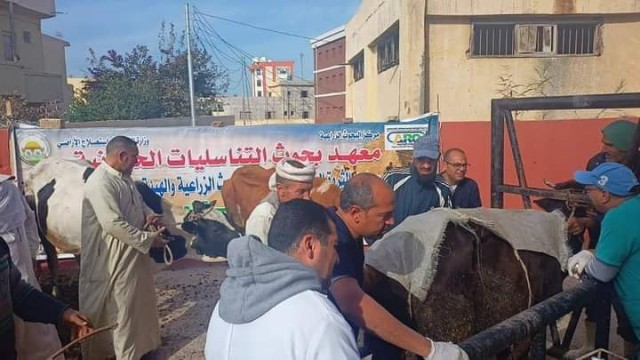 الزراعة : علاج وفحص 3787 رأس ماشية مجانا لصغار المربين في محافظة البحيرة