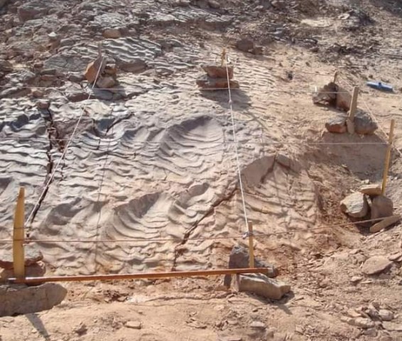 فريق بحثي من جامعة القاهرة يكتشف أول آثار أقدام للديناصورات بالصحراء الشرقية بمصر