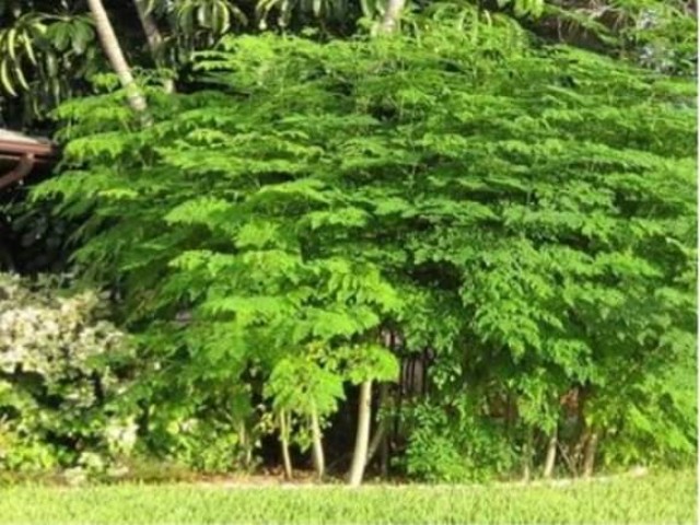 ”المورينجا”  شجرة مصرية تعالج 300 مرض وتحافظ على سلامة الكبد