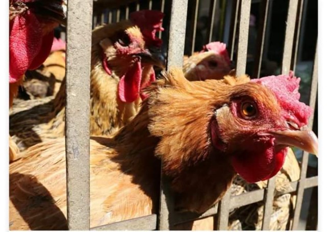 فرنسا تعدم ملايين الطيور الداجنة مع تفشي إنفلونزا الطيور فرنسا تعدم ملايين الطيور الداجنة مع تفشي إنفلونزا الطيور