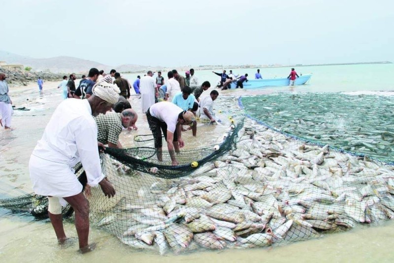 قطاع الأسماك بسلطنة عُمان يسجل ارتفاعا في الإنتاج خلال الأعوام الثلاثة الماضية