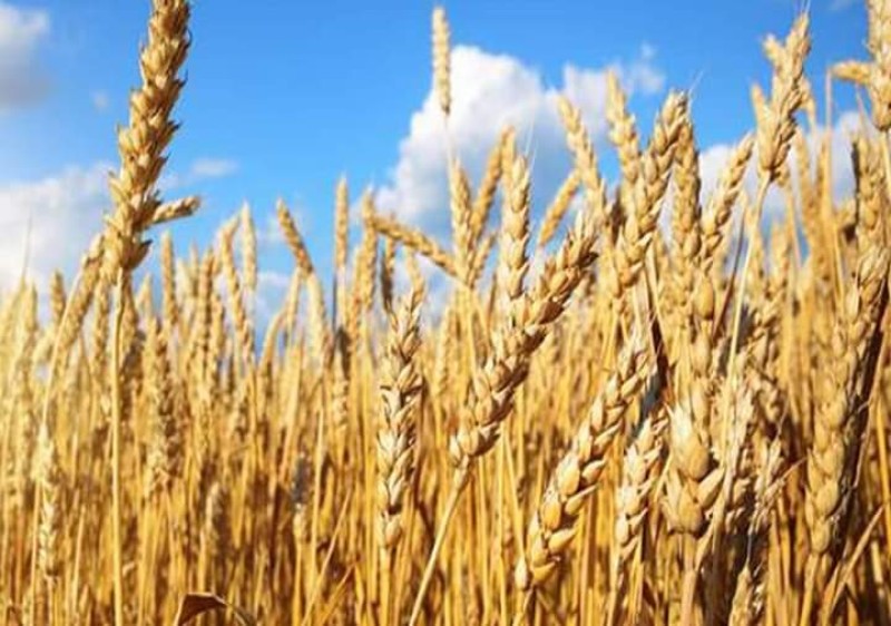 ”السلع التموينية” تعلن عن ممارسة لاستيراد القمح من جميع المناشئ المدرجة