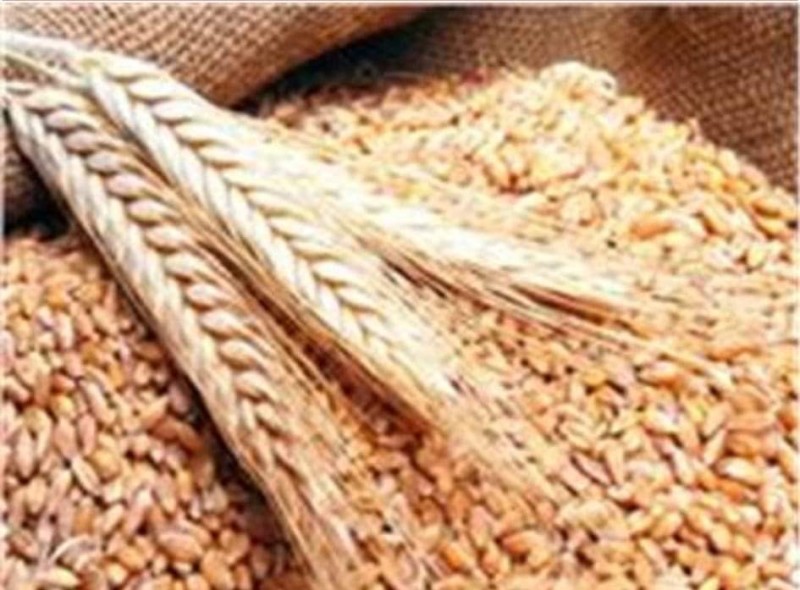 التموين تعلن إرتفاع نسب توريد ةالناتج المحلي من القمح إلى 1.2 مليون ‏طن