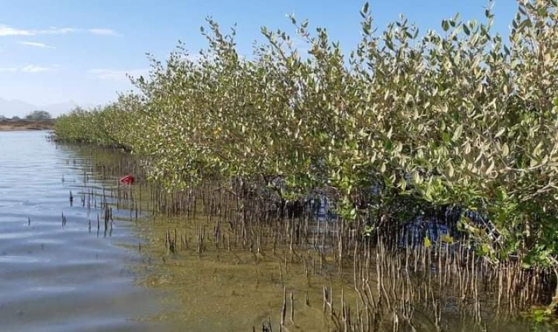 سلطنة عُمان تنفذ مبادرة وطنية جديدة لغرس مليوني بذرة من أشجار القرم