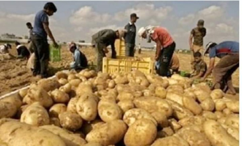 سلامة الغذاء : 40 ألف طن زيادة في الرسائل الغذائية المصدرة.. البطاطس والموالح الأكثر تصديرا
