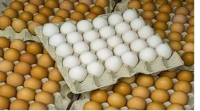 إنخفاض أسعار البيض والألبان في الأسواق اليوم الأربعاء
