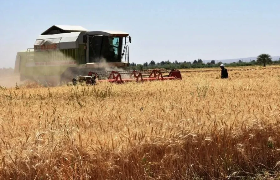 محافظ أسوان يتابع توريد 158 ألف و 676 طن من كميات القمح بالصوامع والشون