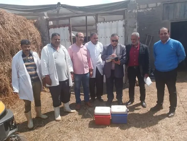 محافظ الدقهلية: تحصين 191 ألف رأس ماشية ضد الحمى القلاعية وحمى الوادي المتصدع