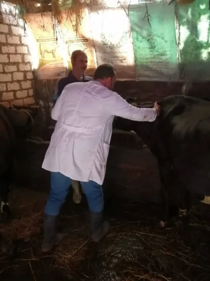 محافظ الدقهلية: تحصين 202 ألف رأس ماشية ضد الحمى القلاعية وحمى الوادي المتصدع