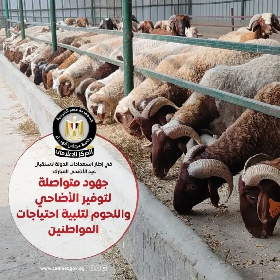 المركز الإعلامي لمجلس الوزراء: جهود متكاملة لتوفير الأضاحي واللحوم بأسعار مناسبة