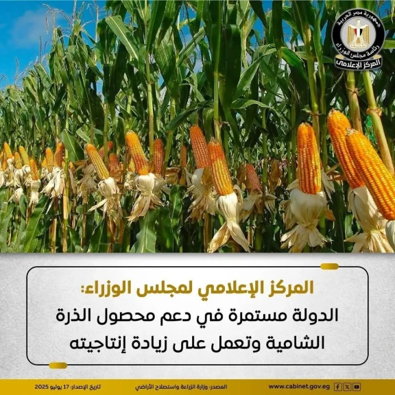 المركز الإعلامي لمجلس الوزراء: الدولة مستمرة في دعم محصول الذرة الشامية