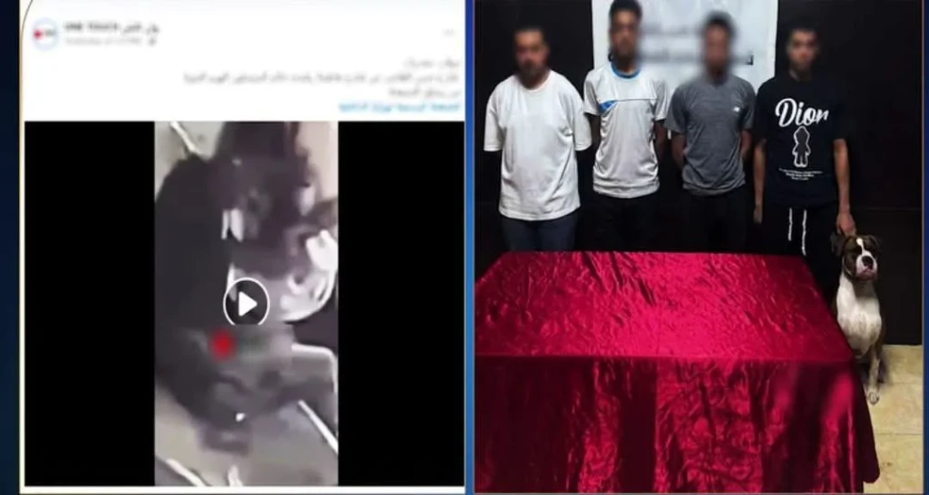 صورة توضيحية