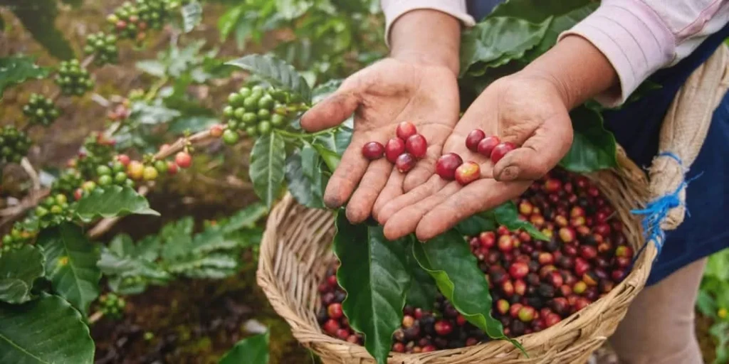في اليوم العالمي للقهوة.. المشروب الأكثر عشقا يتحول إلى رسالة للتعاون والعمل الجماعي