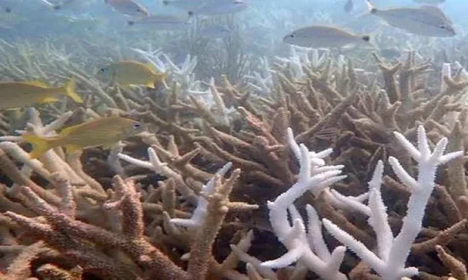 دراسة: اختفاء طحالب ”الكيلب” جراء احترار المحيطات يهدد الأسماك والرخويات دراسة: اختفاء طحالب ”الكيلب” جراء احترار المحيطات يهدد الأسماك والرخويات