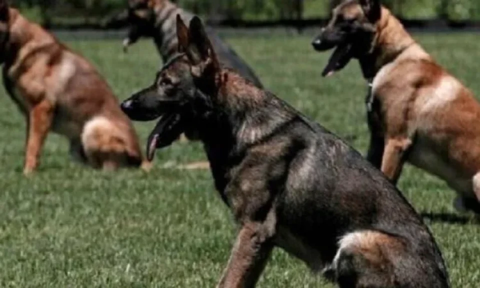 صينى يترك عمله لتكريس حياته لتدريب الكلاب صينى يترك عمله لتكريس حياته لتدريب الكلاب