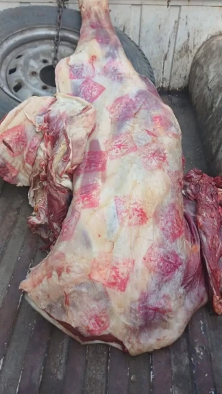 بيطري المنوفية: ضبط كميات كبيرة من اللحوم المذبوحة خارج المجازر غير صالحة للاستهلاك