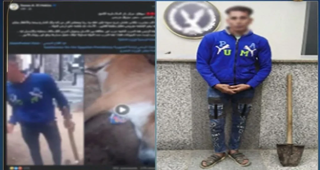 الداخلية:ضبط المتهم بالاعتداء علي كلب باستخدام كوريك بسوهاج