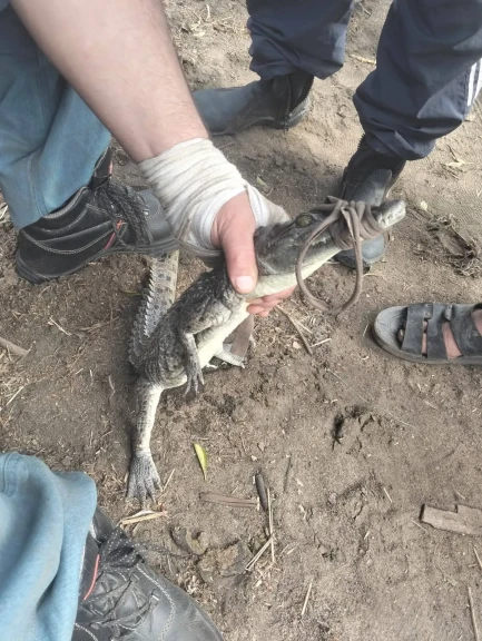 اصطياد تمساح قرية الزوامل بعد 6 أيام من البحث