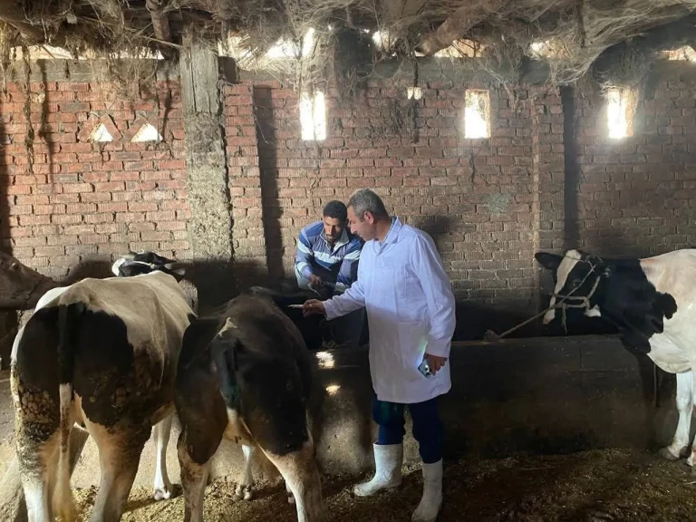 الطب البيطري تُعلن عن انطلاق الحملة القومية للتحصين ضد مرض الحمى القلاعية وحمى الوادى المتصدع اعتبارًا من الأحد المُقبل