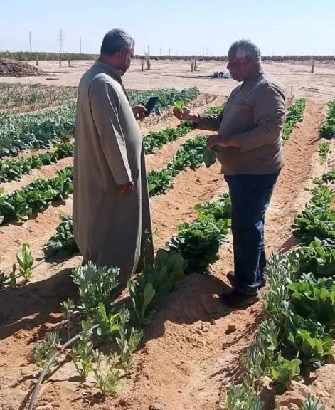 ”الزراعة” تواصل تقديم خدمات الدعم الفني والإرشادي لمزارعي التجمعات الزراعية بسيناء