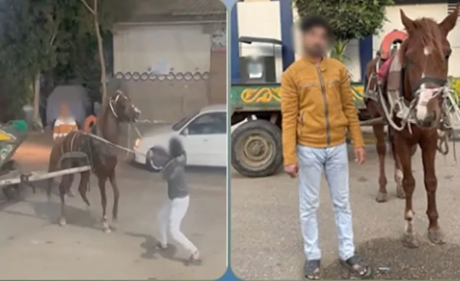 الداخلية: كشف ملابسات مقطع فيديو التعدي بالضرب علي حصان بإستخدام كرباج بالقليوبية