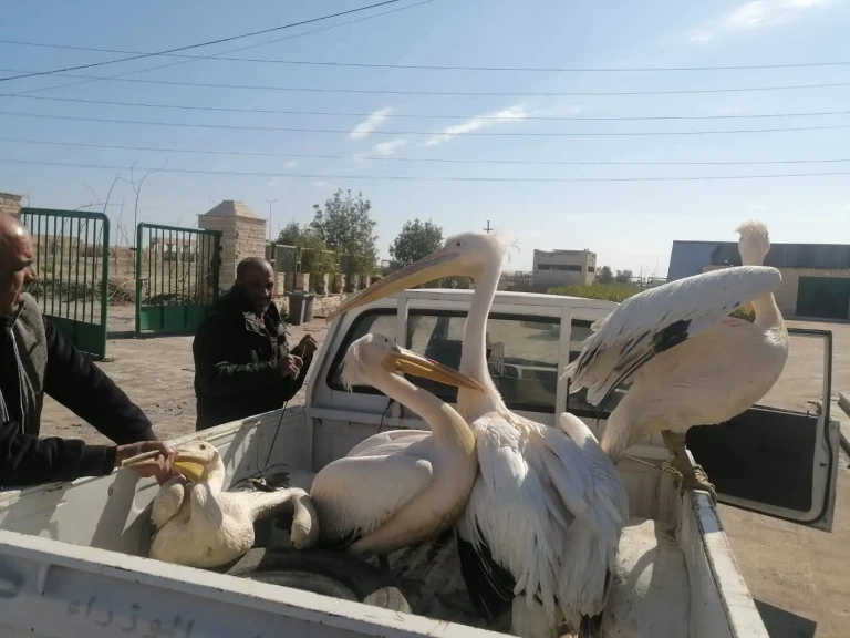 إنقاذ البجع الأبيض في مصر.. خطوة رائدة لحماية الطيور المهاجرة ومواجهة الاتجار غير المشروع