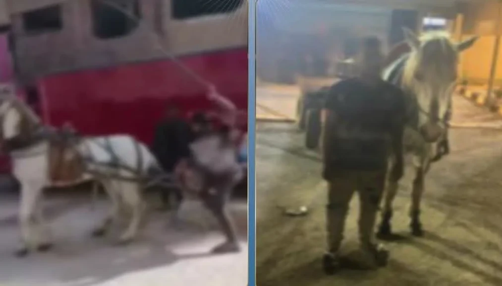 الداخلية: ضبط المتهم في مقطع فيديو بالاعتداء بالضرب علي حصان بالقليوبية
