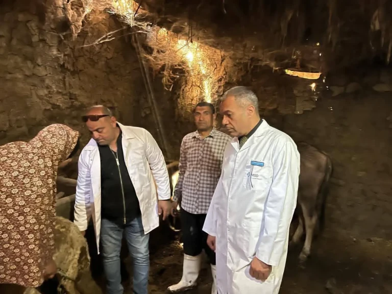 محافظ المنوفية يعلن تحصين ما يقرب من 37 الف  رأس ماشية منذ بدء أعمال الحملة الأولي للتحصين