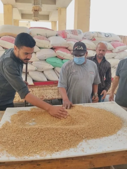 محافظ الجيزة: استلام أكثر من 500 ألف طن من القمح المحلي بمواقع التخزين بالصوامع والشون