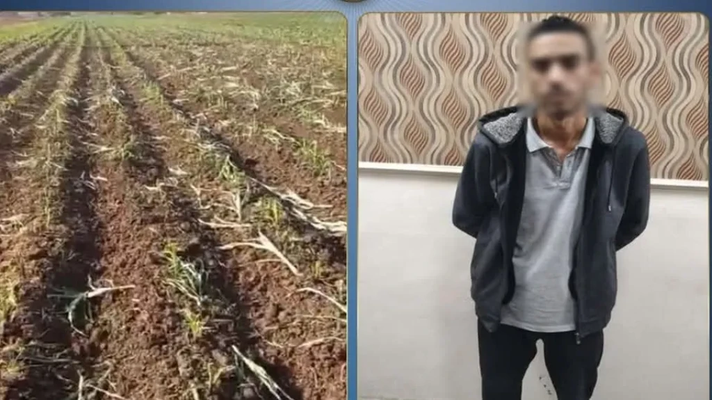 الداخلية:ضبط المتهم بإتلاف المحصول الزارعى الخاص بأحد الأشخاص بالبحيرة
