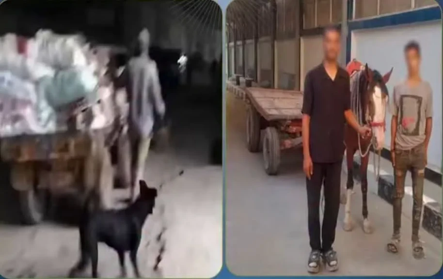 الداخلية: ضبط المتهمين في مقطع فيديو قائد عربة كارو بإلقاء المخلفات بمنطقة المرج بالقاهرة