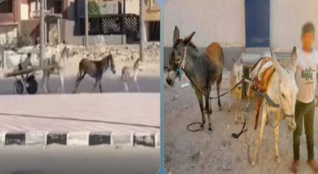 الداخلية: ضبط المتهم في مقطع فيديو بقيادة عربة كارو وتعريض حياة المواطنين للخطر