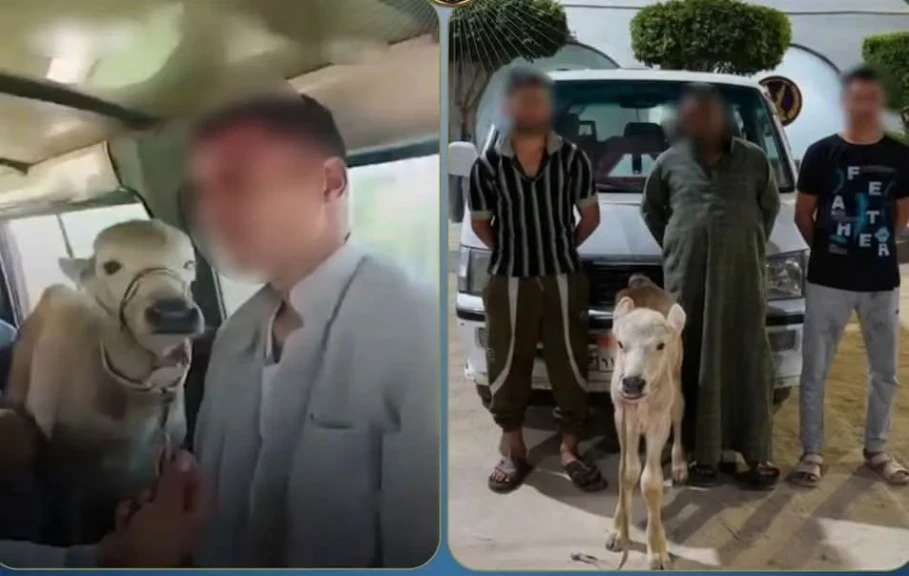 الداخلية:ضبط المتهمين في مقطع فيديو بتحميل رأس ماشية داخل ميكروباص بالبحيرة