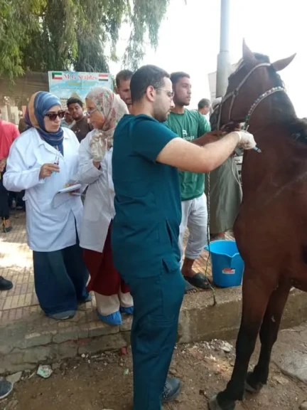 محافظة الجيزة: بدء أعمال تطعيم وترقيم الخيول بمنطقة الهرم استعدادًا لاستضافة بطولة Longines Global Champions Tour ٢٠٢٦