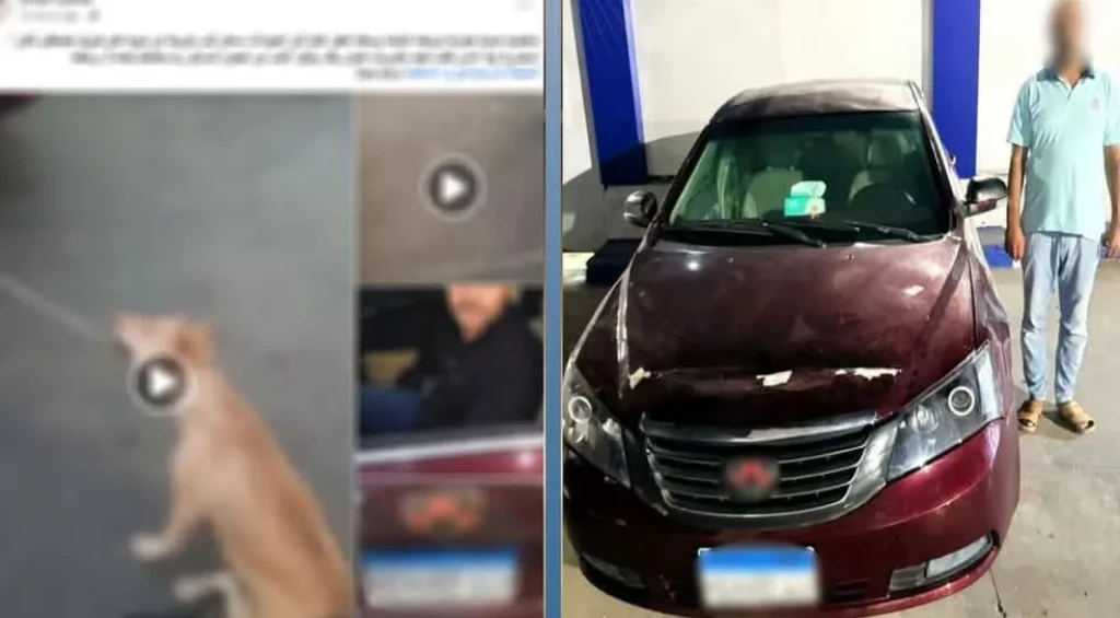 الداخلية: ضبط المتهم بربط كلب بالسيارة وسحله بأحد الطرق بالإسكندرية