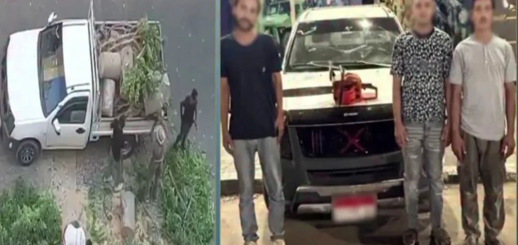 الداخلية: ضبط المتهمين في مقطع فيديو قيام عدد من الأشخاص بتقطيع شجرة مستخدمين منشار بالإسكندرية