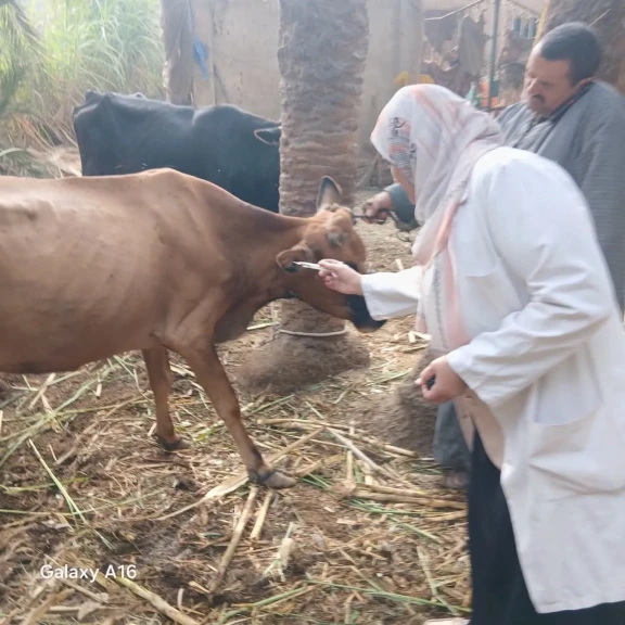 محافظة الجيزة : انطلاق فعاليات الحملة القومية للتحصين ضد الأمراض الوبائية للأبقار والأغنام والماعز