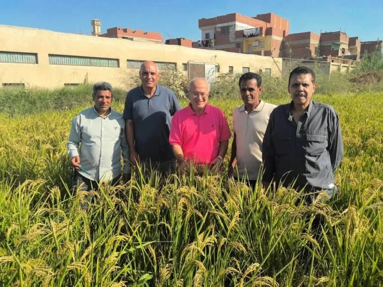 زراعة عين شمس تحصد 6 أفدنة من الأرز وتوفر إنتاجها للعاملين ومنتسبي الجامعة بأسعار مخفضة
