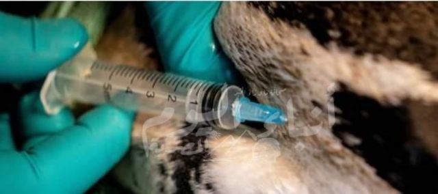 تفشي إنفلونزا الطيور H5N8 في منطقة صينية