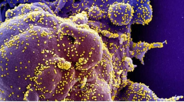اكتشاف مركّب مضاد للفيروسات قد يحمي من كوفيد-19 والإنفلونزا وعدوى فيروسية أخرى